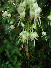 Tarenna gracilis