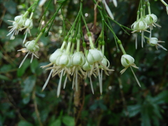 Tarenna gracilis