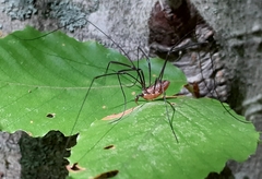 Leiobunum calcar