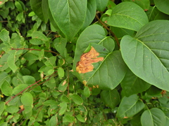 Gracillaria syringella