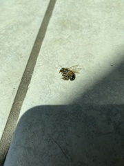 Apis mellifera