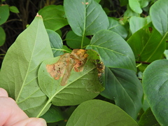Gracillaria syringella