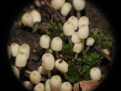 Ptenothrix marmorata