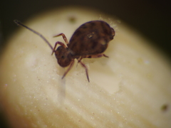 Ptenothrix marmorata