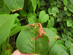 Gracillaria syringella