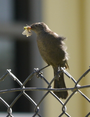 Euphagus cyanocephalus