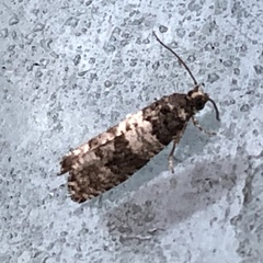 Notocelia incarnatana