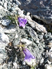 Campanula alpestris
