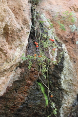 Solanum lycopersicum cerasiforme