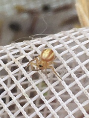 Araneus pratensis