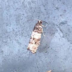 Notocelia incarnatana