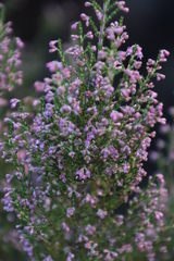 Erica lucida