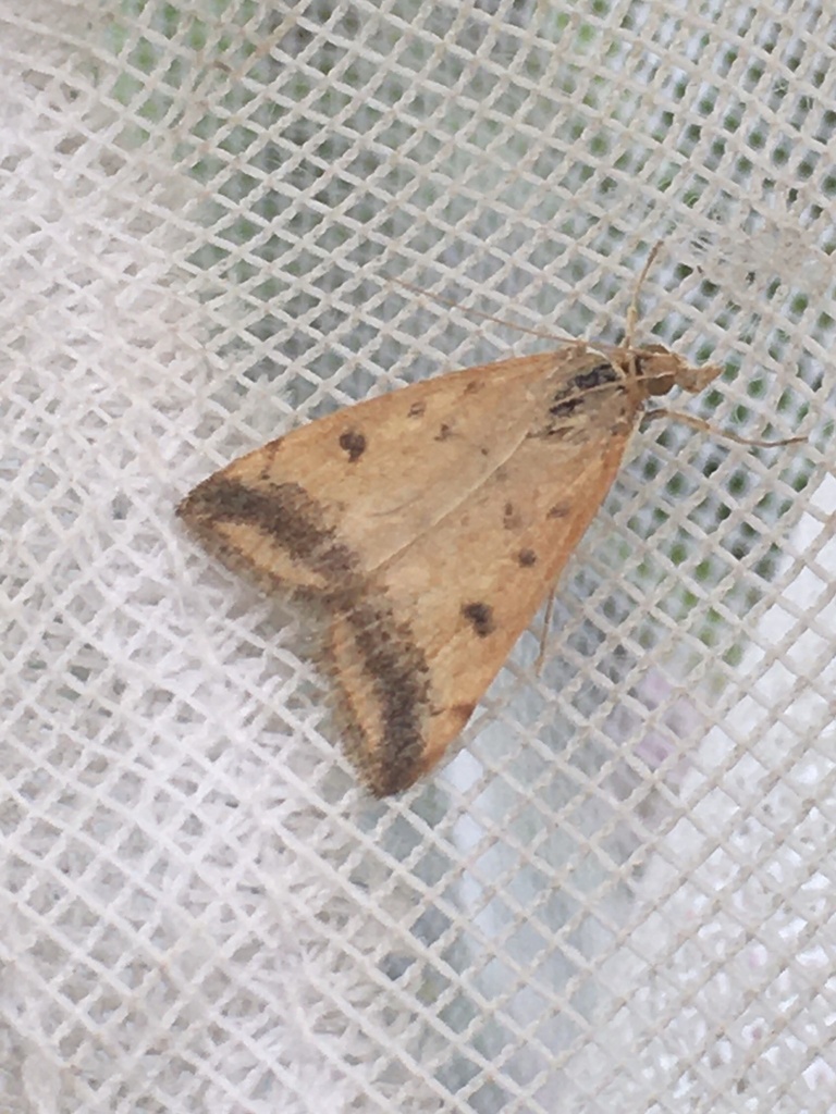 Sociable Pyrausta Moth and Allies