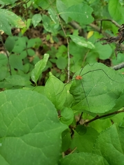 Leiobunum euserratipalpe