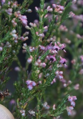 Erica lucida
