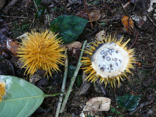 Caloncoba echinata observed 2009-03-03