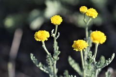 Tanacetum achilleifolium