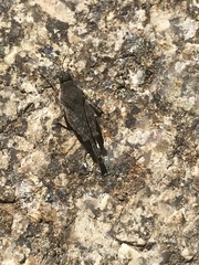 Paratettix mexicanus