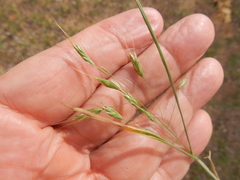 Bromus commutatus