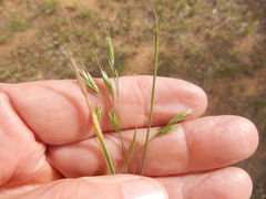 Bromus commutatus