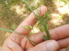 Bromus commutatus