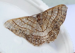 Eumacaria madopata