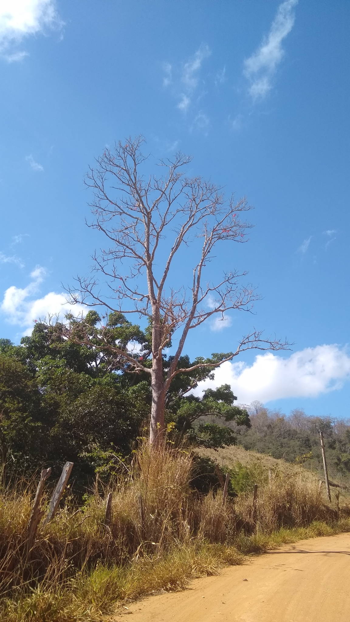 Erythrina verna