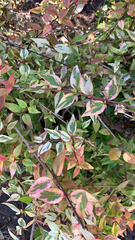 Abelia × grandiflora