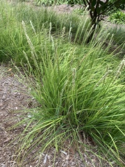 Sesleria