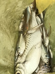 Characiformes