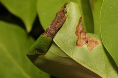 Gracillaria syringella