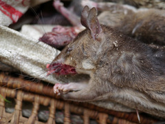 Cricetomys emini