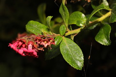 Escallonia rubra