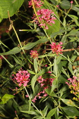 Centranthus ruber