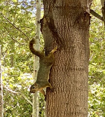 Sciurus niger