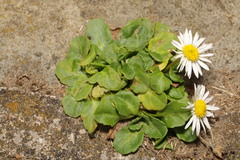 Bellis perennis