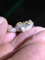 Physalaemus biligonigerus