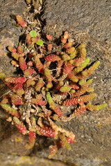 Sedum acre