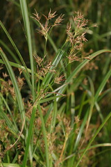Cyperus longus