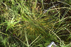 Carex sychnocephala
