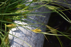 Carex sychnocephala