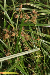 Cyperus longus