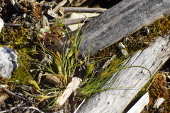 Carex sychnocephala