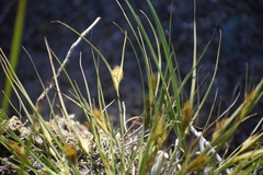 Carex sychnocephala