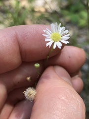 Erigeron strigosus strigosus
