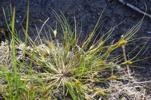 Image of Carex sychnocephala by (c) Syd Cannings, some rights reserved (CC BY)