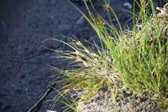 Carex sychnocephala