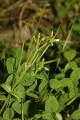 Cerastium fontanum