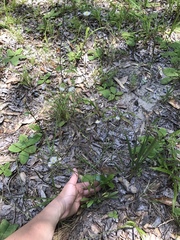 Erigeron strigosus strigosus