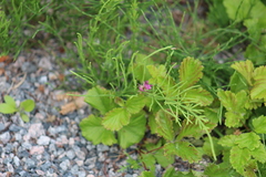 Rubus arcticus acaulis